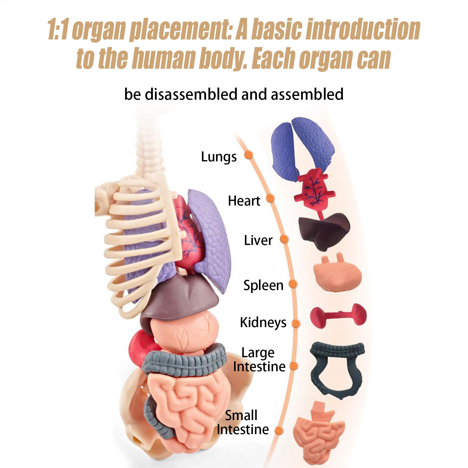 Kids Education Usa - Modèle de squelette humain pour l'anatomie,